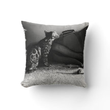 Gato con almohada de guitarra