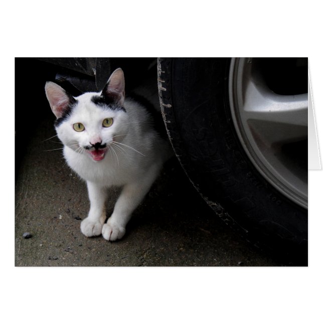 Gato con bigote (Anverso (Horizontal))