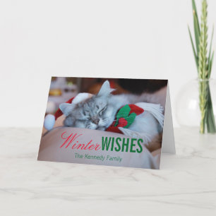 Gato con el navidad gorra y la bufanda, gato el