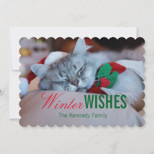 Gato con el navidad gorra y la bufanda, gato el