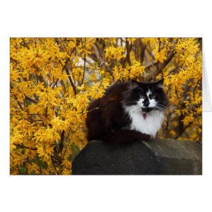 Gato con flores de Forsythia