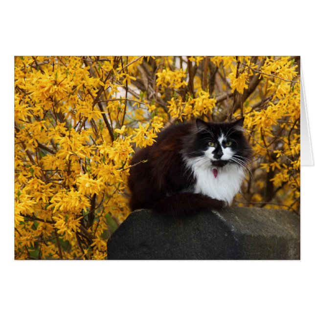 Gato con flores de Forsythia (Anverso (Horizontal))