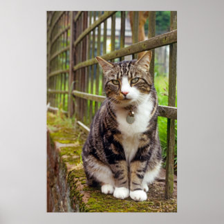 Gato con impresión de Campana