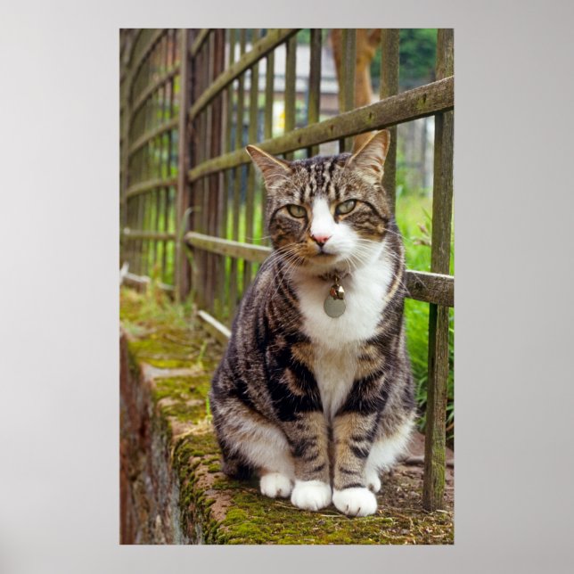 Gato con impresión de Campana (Frente)