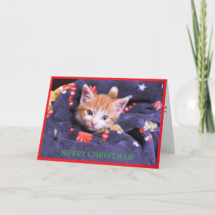 Gato con manta gris Feliz Navidad gatito naranja 