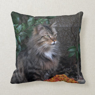 Gato con una almohada agradecida del corazón