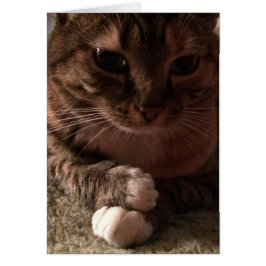 Gato contemplativo, tarjeta
