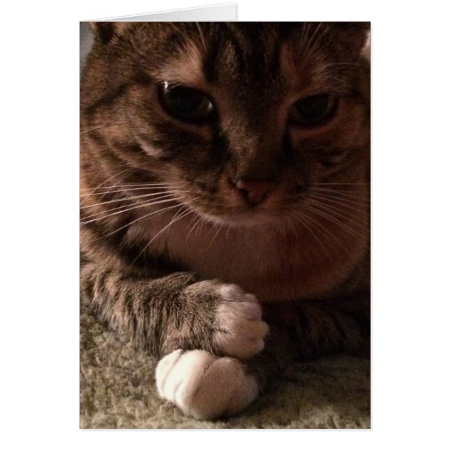 Gato contemplativo, tarjeta (Frente)