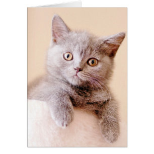 Gato corto británico de Shorthair