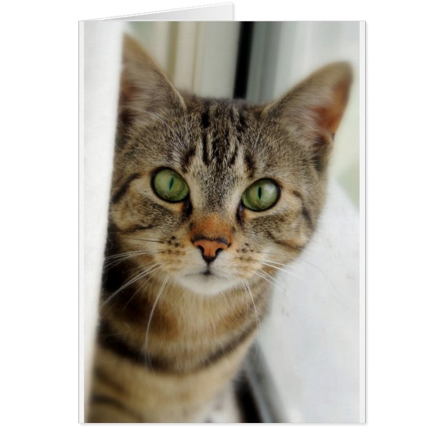 gato curioso (Frente)