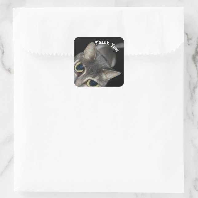 Gato curioso de ojos grandes gracias Pegatinas (Bolso)