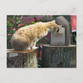 Gato curioso, postal