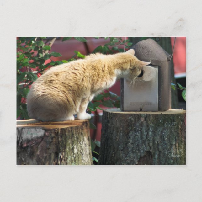 Gato curioso, postal (Anverso)