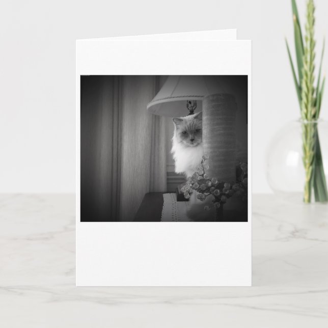 Gato curioso, tarjeta (Anverso)