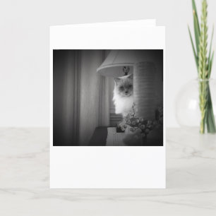 Gato curioso, tarjeta