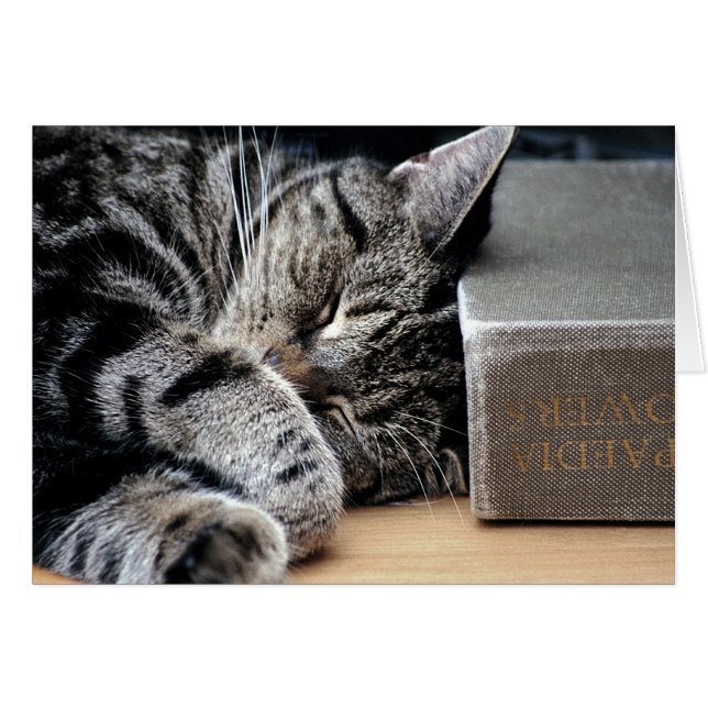 Gato curvado con una buena carta de libros (Anverso (Horizontal))