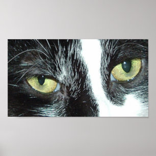 Gato de arte pop