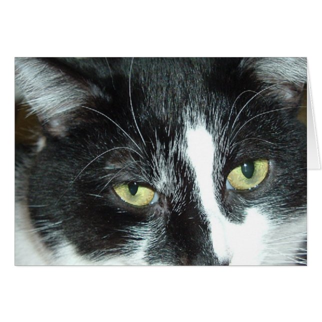 Gato de arte pop (Anverso (Horizontal))