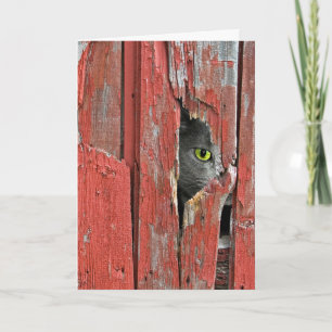 Gato de Barn con tarjeta de humor de cumpleaños an