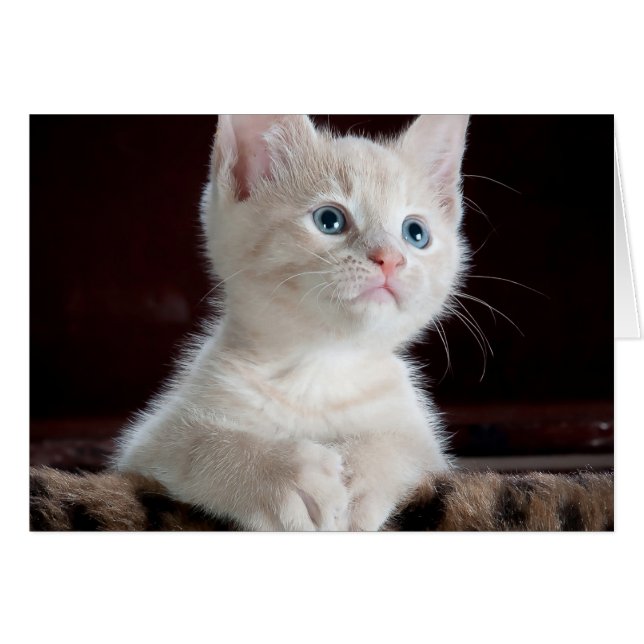 Gato de bebé (Anverso (Horizontal))