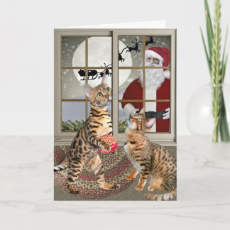 Gato de Bengala que mira las tarjetas de Santa