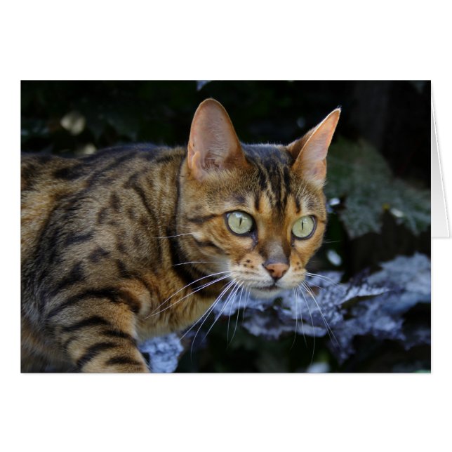 Gato de Bengala que se cuela (Anverso (Horizontal))