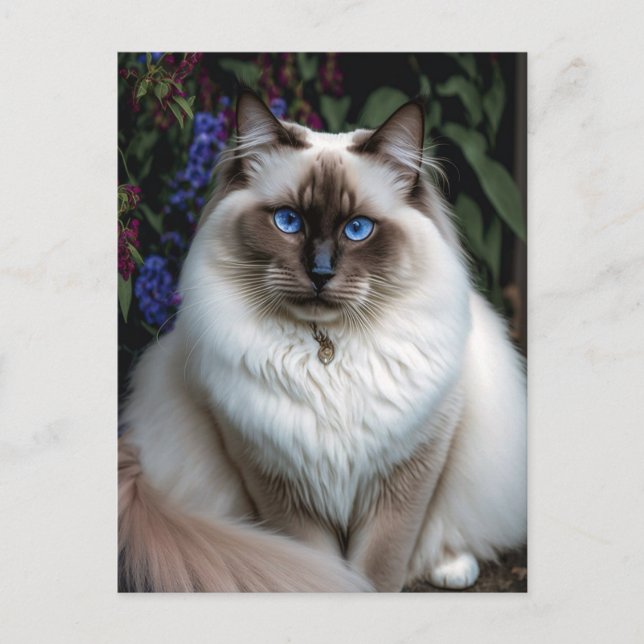 Gato de Birman en la tarjeta postal del jardín (Anverso)