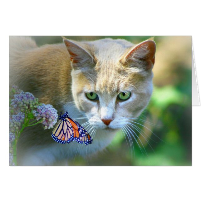 Gato de bonito y mariposa sólo dice tarjeta de alt (Anverso (Horizontal))
