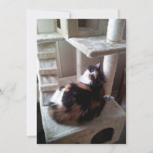 Gato de Calico en árbol de gatos