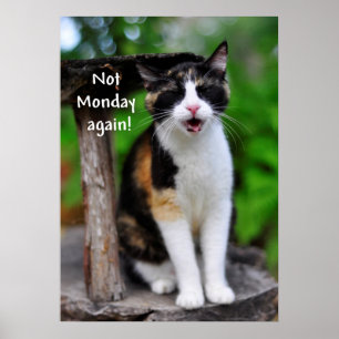 Gato de Calico "No es lunes otra vez" Póster