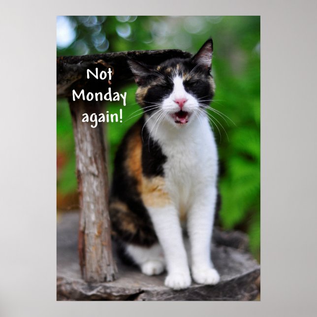 Gato de Calico "No es lunes otra vez" Póster (Frente)