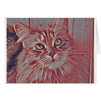 Gato de Coon de Maine