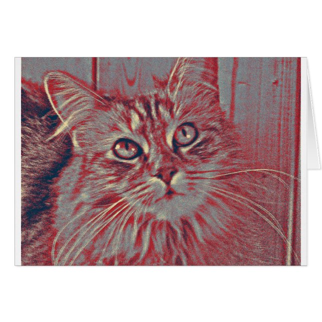Gato de Coon de Maine (Anverso (Horizontal))