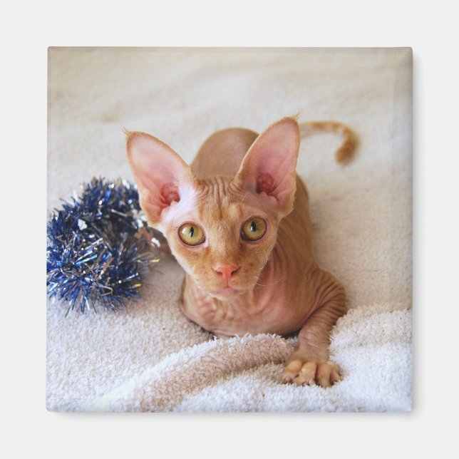 Gato De Esfinge Con Imán De Tinsón Azul (Frente)