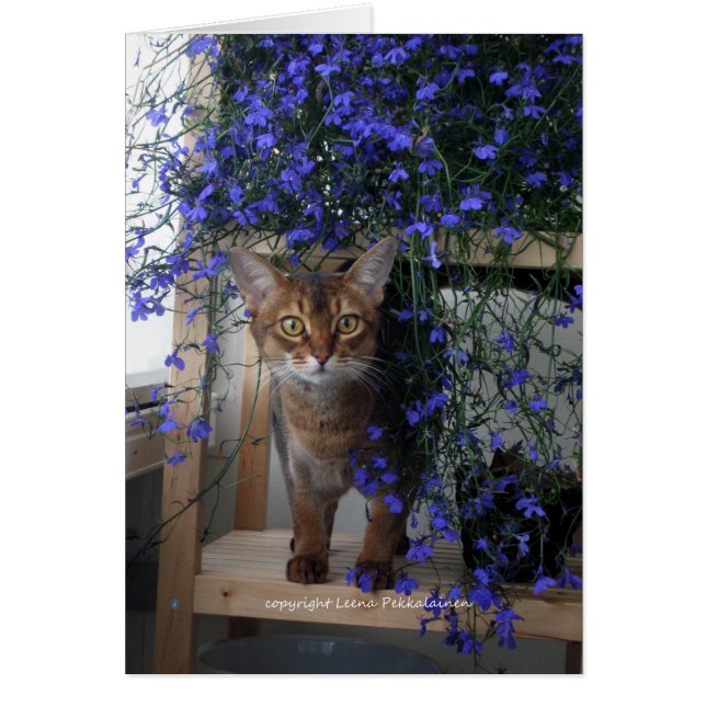 Gato de flores (Frente)