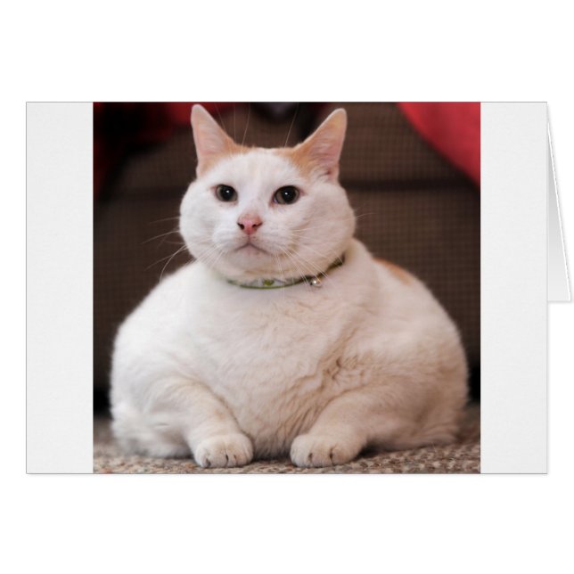 Gato de grasa (Anverso (Horizontal))