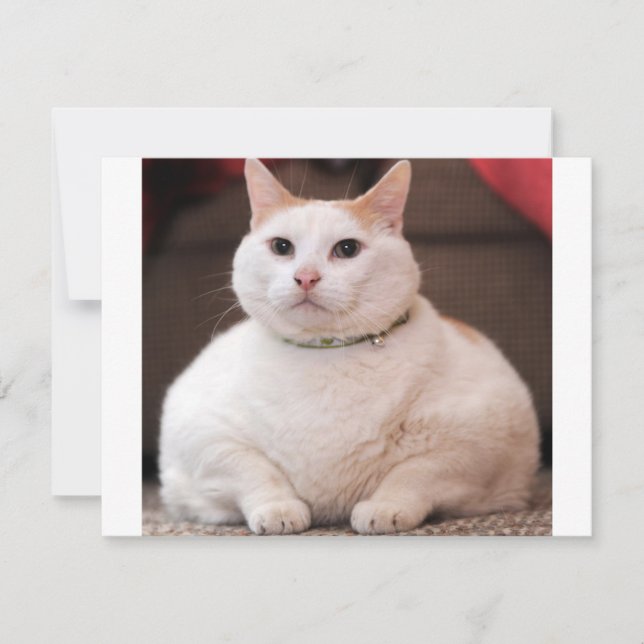 Gato de grasa (Anverso)