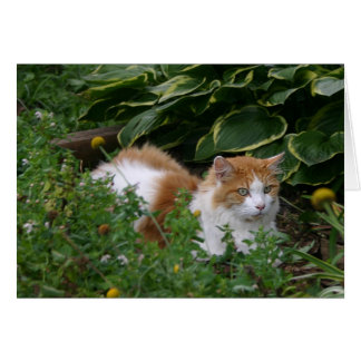 Gato de jardín
