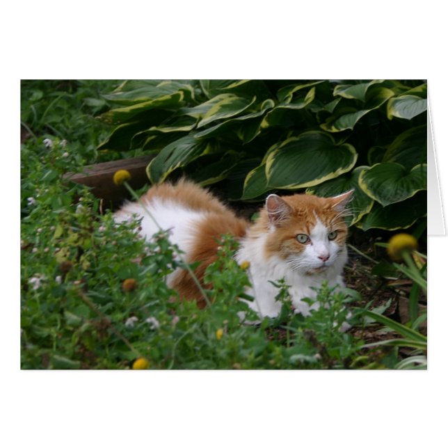 Gato de jardín (Anverso (Horizontal))