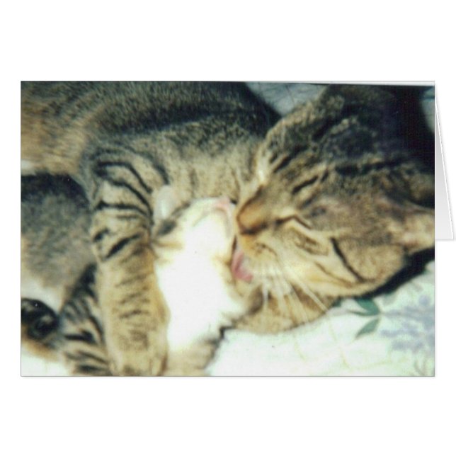 Gato de la papá y su gatito (Anverso (Horizontal))