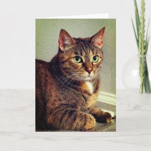 Gato de la tarjeta de saludo Brown Tabby