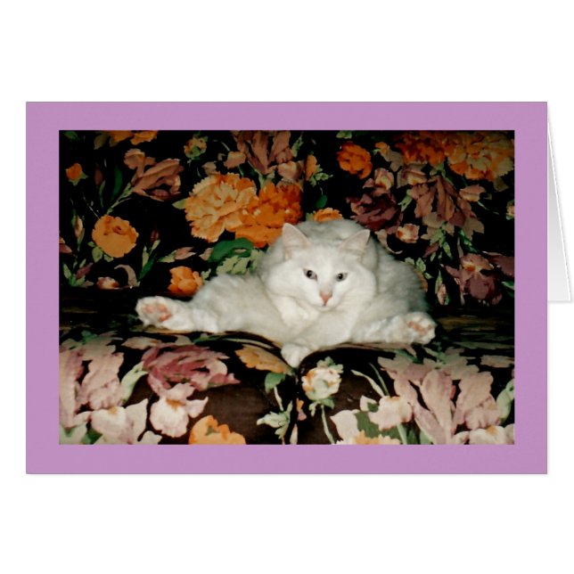 Gato de la yoga (Anverso (Horizontal))