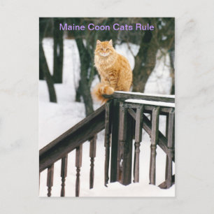 Gato de Maine en la postal de invierno