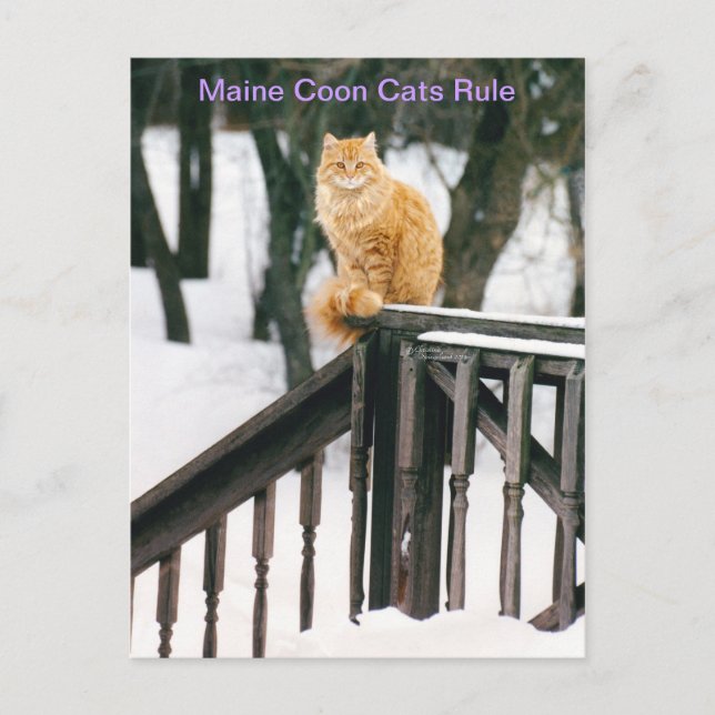 Gato de Maine en la postal de invierno (Anverso)