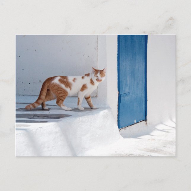 Gato de Mykonos - postal (Anverso)