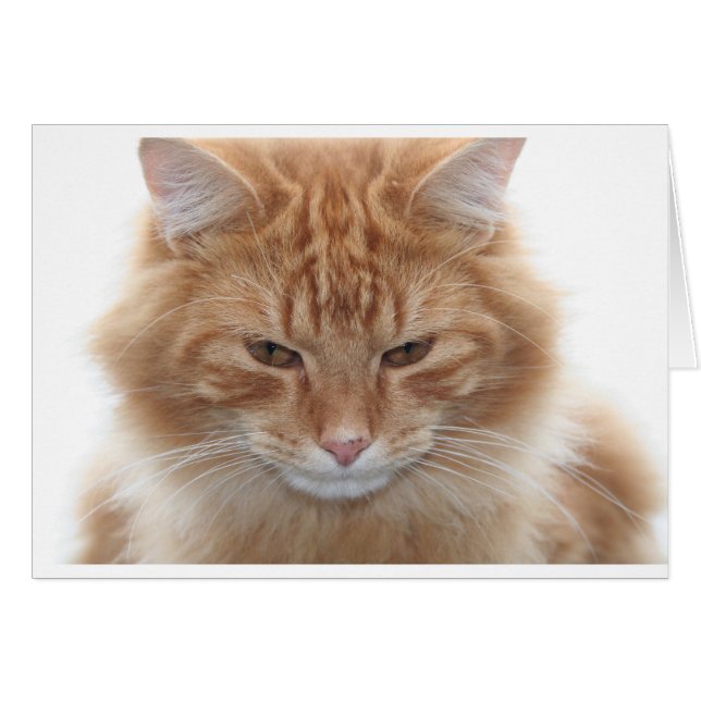 Gato de naranja desnudo con tabla (Anverso (Horizontal))