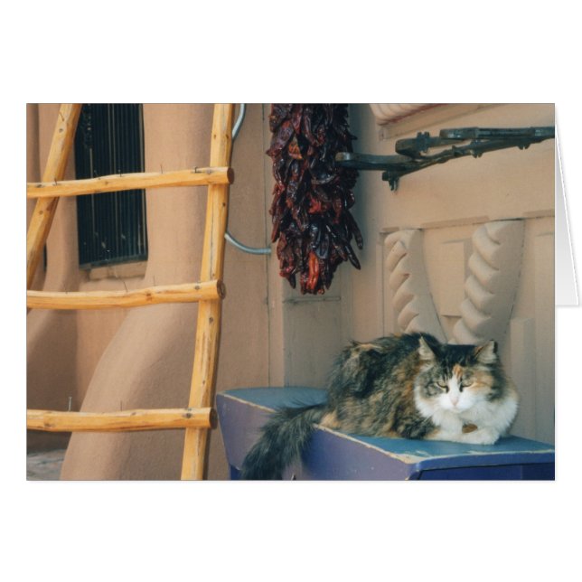 Gato de New México (Anverso (Horizontal))