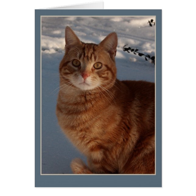 Gato de nieve (Frente)