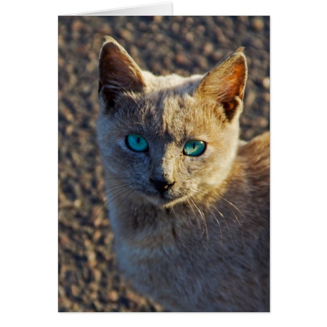 gato de ojos azules (Frente)