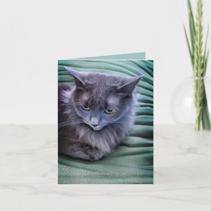 Gato de ojos verdes grises - Tarjeta de saludo ple
